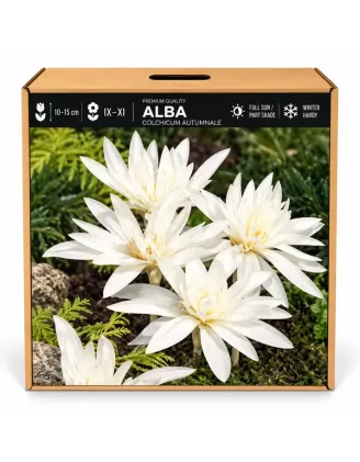 Jesienka Alba – Colchicum autumnale Alba
