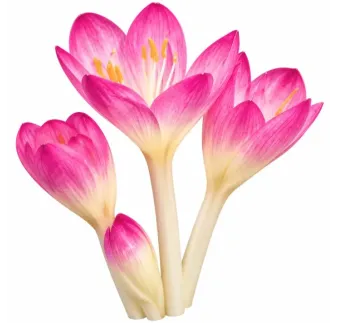 Jesienka byzantská – Colchicum byzantinum