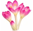 Jesienka byzantská – Colchicum byzantinum Jesienka byzantská – Colchicum byzantinum
