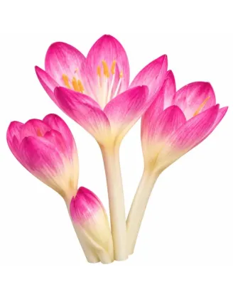 Jesienka byzantská – Colchicum byzantinum