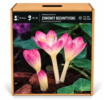Jesienka byzantská – Colchicum byzantinum