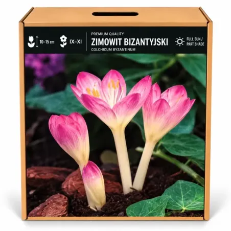 Jesienka byzantská – Colchicum byzantinum