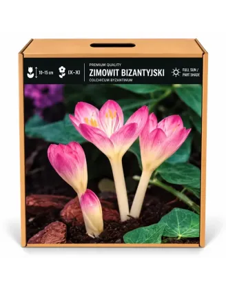 Jesienka byzantská – Colchicum byzantinum