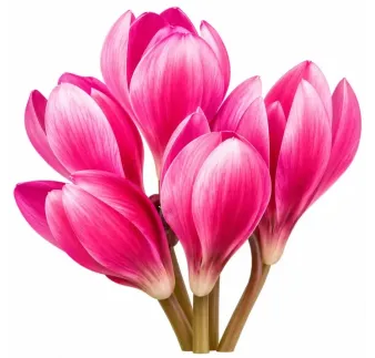 Cyklámen Lilac Wonder – Cyclamen hederifolium