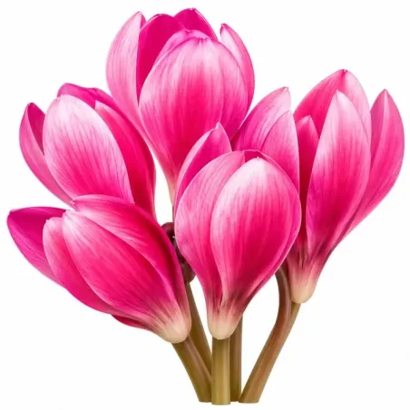 Cyklámen Lilac Wonder – Cyclamen hederifolium