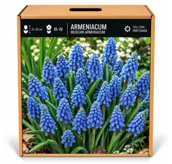 Modrica arménska – Muscari armeniacum