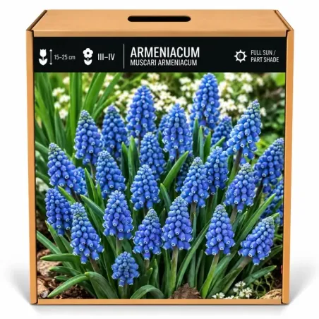 Modrica arménska – Muscari armeniacum