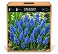 Modrica arménska – Muscari armeniacum Modrica arménska – Muscari armeniacum