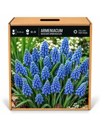 Modrica arménska – Muscari armeniacum