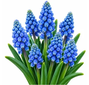 Modrica arménska – Muscari armeniacum