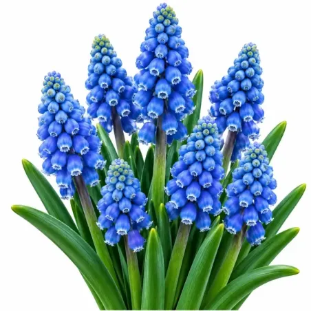 Modrica arménska – Muscari armeniacum