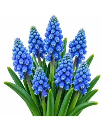 Modrica arménska – Muscari armeniacum