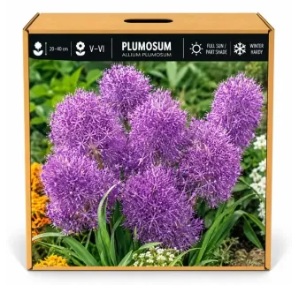 Modrica chocholatá Plumosum – Muscari comosum Plumosum