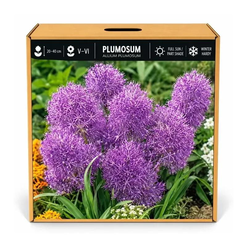 Modrica chocholatá Plumosum – Muscari comosum Plumosum