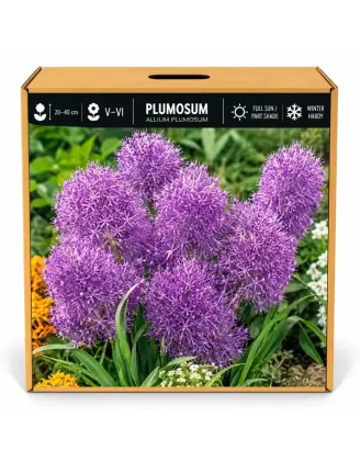 Modrica chocholatá Plumosum – Muscari comosum Plumosum