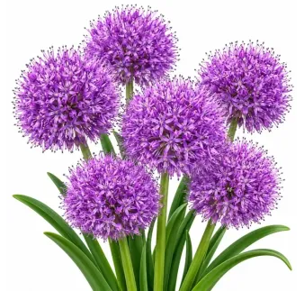 Modrica chocholatá Plumosum – Muscari comosum Plumosum
