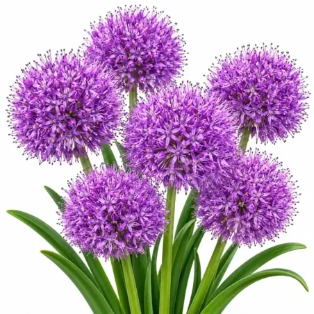 Modrica chocholatá Plumosum – Muscari comosum Plumosum
