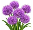 Modrica chocholatá Plumosum – Muscari comosum Plumosum