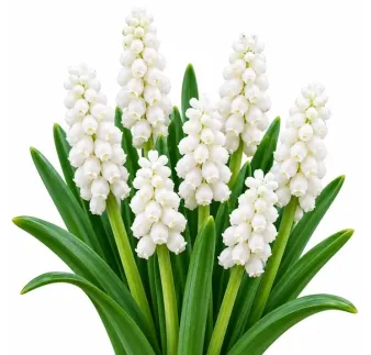 Modrica biela Album – Muscari armeniacum ‘Album’