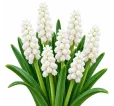 Modrica biela Album – Muscari armeniacum ‘Album’ Modrica biela Album – Muscari armeniacum ‘Album’