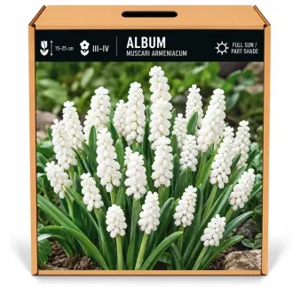 Modrica biela Album – Muscari armeniacum ‘Album’
