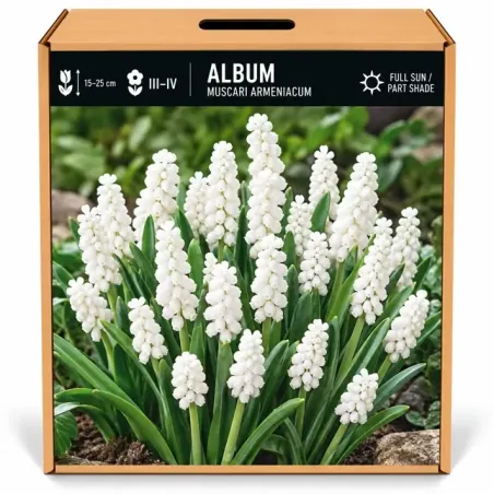 Modrica biela Album – Muscari armeniacum ‘Album’