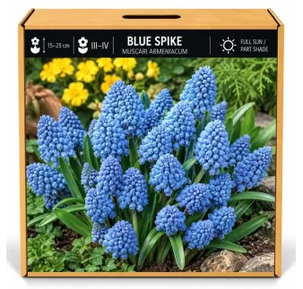 Modrica Blue Spike – Muscari armeniacum ‘Blue Spike’
