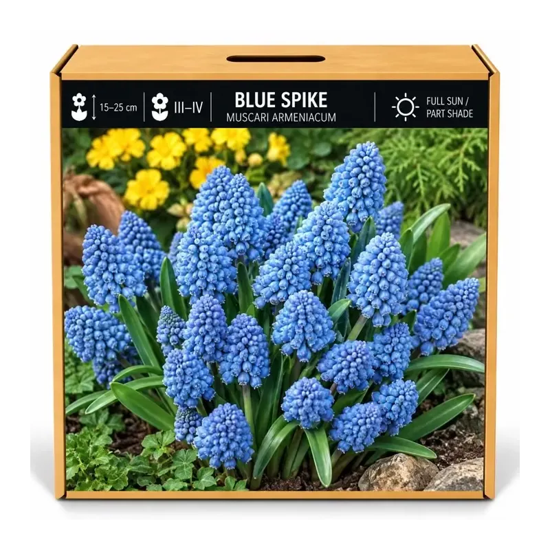 Modrica Blue Spike – Muscari armeniacum ‘Blue Spike’ Modrica Blue Spike – Muscari armeniacum ‘Blue Spike’