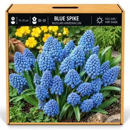 Modrica Blue Spike – Muscari armeniacum ‘Blue Spike’