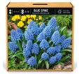 Modrica Blue Spike – Muscari armeniacum ‘Blue Spike’ Modrica Blue Spike – Muscari armeniacum ‘Blue Spike’