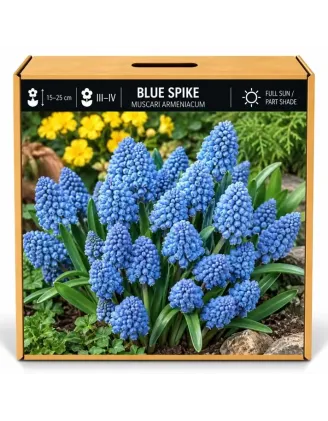 Modrica Blue Spike – Muscari armeniacum ‘Blue Spike’