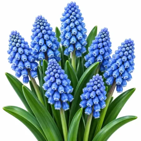 Modrica Blue Spike – Muscari armeniacum ‘Blue Spike’