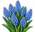 Modrica Blue Spike – Muscari armeniacum ‘Blue Spike’ Modrica Blue Spike – Muscari armeniacum ‘Blue Spike’