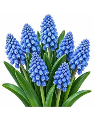 Modrica Blue Spike – Muscari armeniacum ‘Blue Spike’