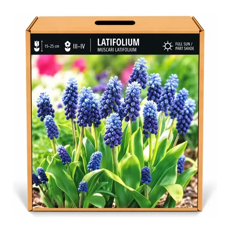 Modrica širokolistá Latifolium – Muscari latifolium Modrica širokolistá Latifolium – Muscari latifolium