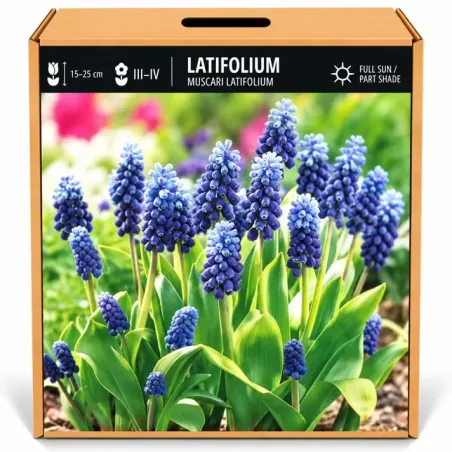 Modrica širokolistá Latifolium – Muscari latifolium