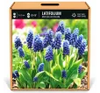 Modrica širokolistá Latifolium – Muscari latifolium Modrica širokolistá Latifolium – Muscari latifolium