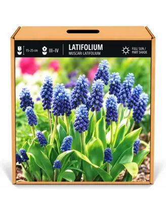 Modrica širokolistá Latifolium – Muscari latifolium