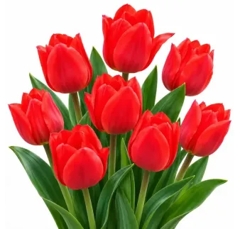 Tulipán Fosteriana červený – Tulipa fosteriana