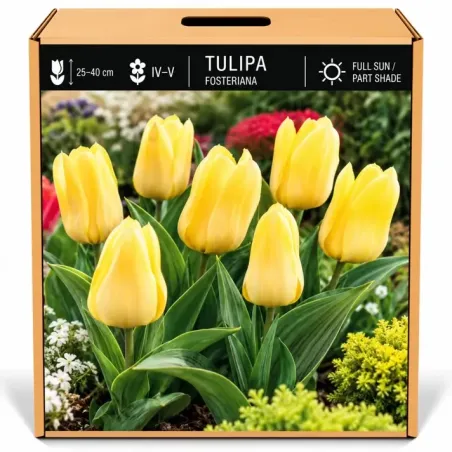 Tulipán Fosteriana žltý – Tulipa fosteriana
