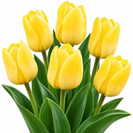 Tulipán Fosteriana žltý – Tulipa fosteriana