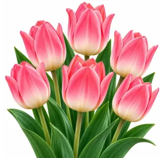 Tulipán ružový – Tulipa