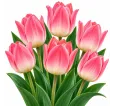 Tulipán ružový – Tulipa Tulipán ružový – Tulipa