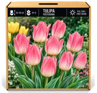Tulipán ružový – Tulipa
