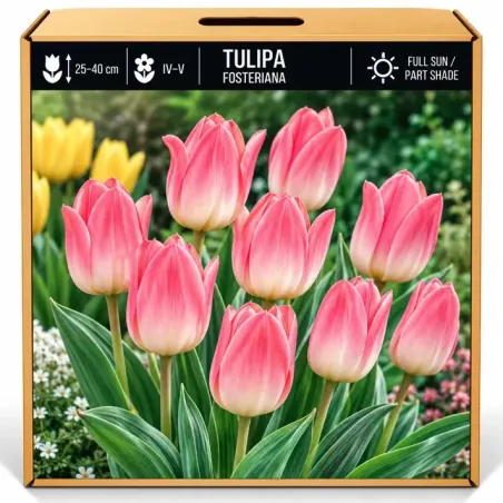 Tulipán ružový – Tulipa