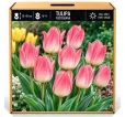 Tulipán ružový – Tulipa Tulipán ružový – Tulipa