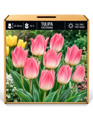Tulipán ružový – Tulipa