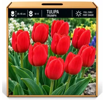 Tulipán Triumph červený – Tulipa Triumph