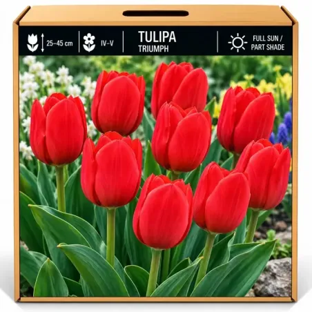 Tulipán Triumph červený – Tulipa Triumph