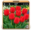 Tulipán Triumph červený – Tulipa Triumph Tulipán Triumph červený – Tulipa Triumph